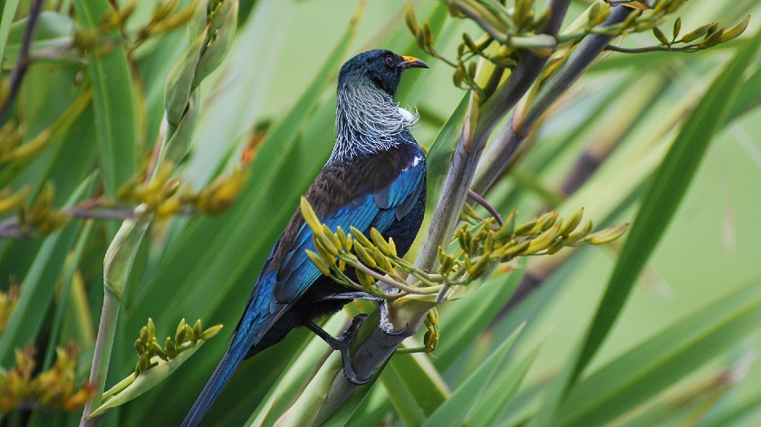 Wairakei